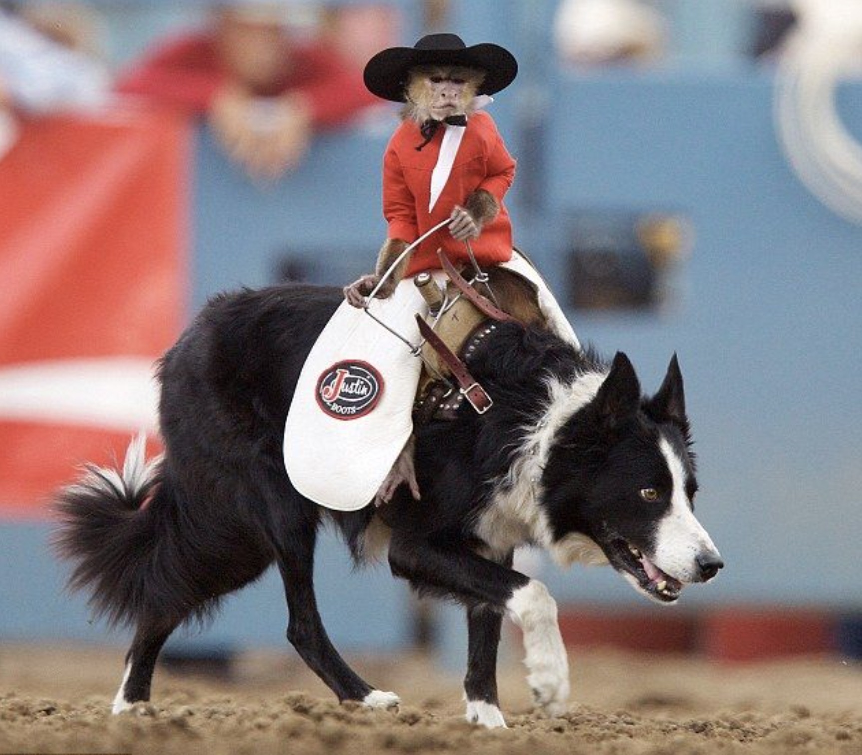 45 Monkey Cowboys Going Bananas at the Rodeo